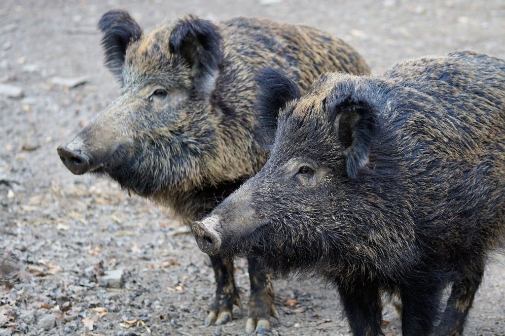 Afrikanische Schweinepest in Brandenburg: Konsequentes Handeln und Alarmbereitschaft haben jetzt oberste Priorität