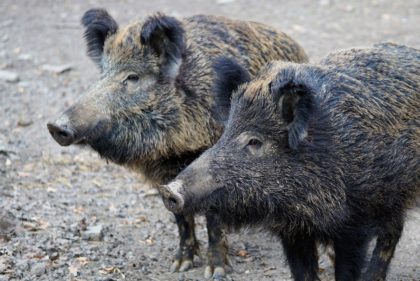 boar-2256296_1280 Wildschweine