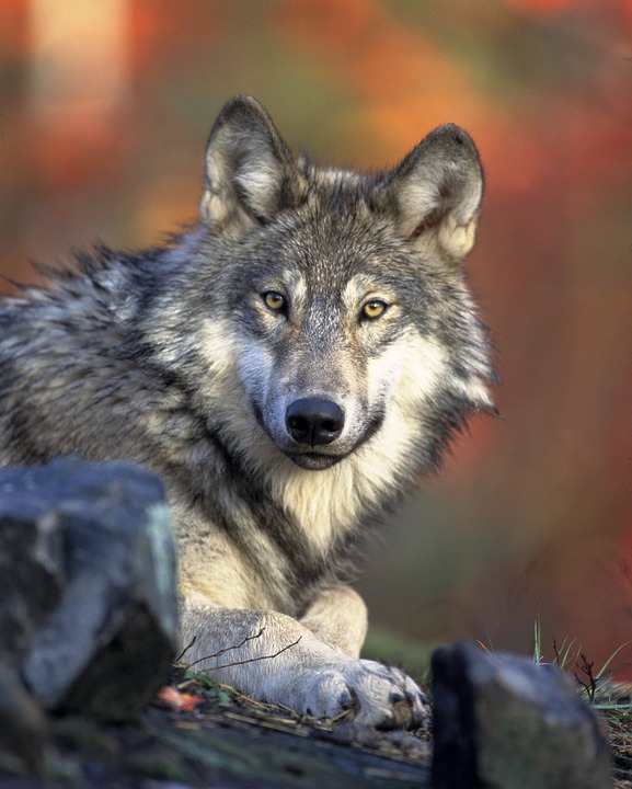 Wolfsübergriffe: Jetzt endlich handeln – Nutztiere schützen